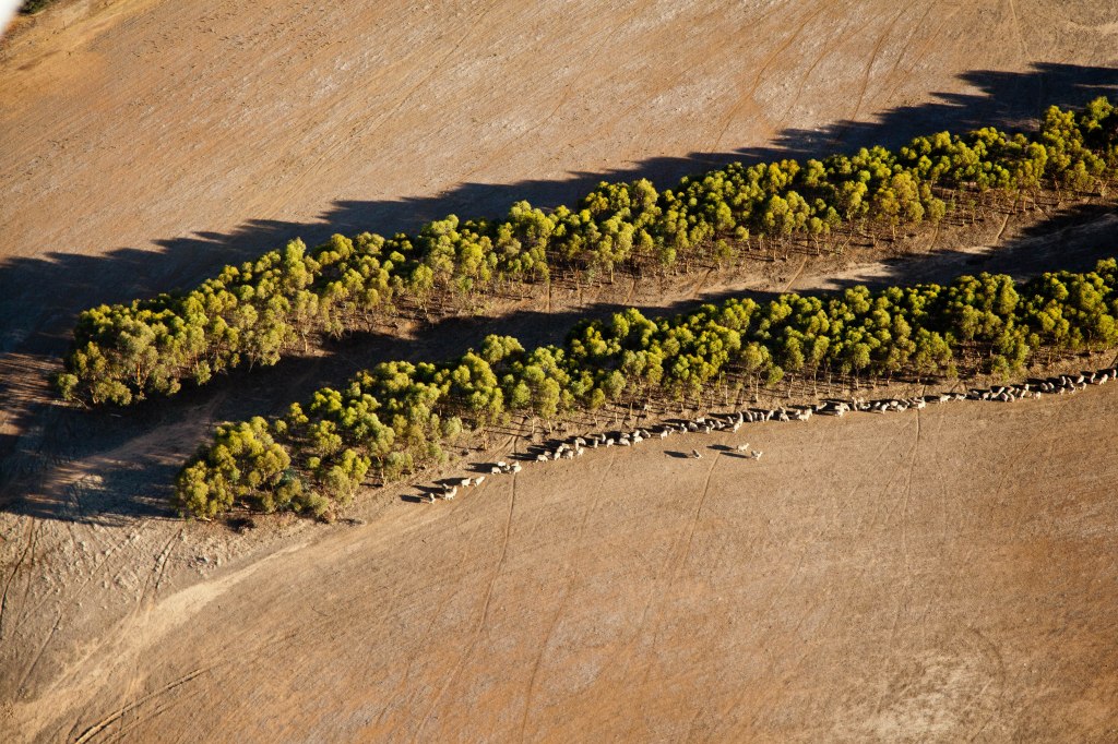 Mallee_trees._courtesy_of_Cliff_Winfield_Dept_of_Parks_and_Wildlife_WA